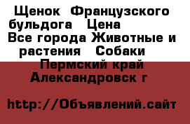 Щенок  Французского бульдога › Цена ­ 35 000 - Все города Животные и растения » Собаки   . Пермский край,Александровск г.